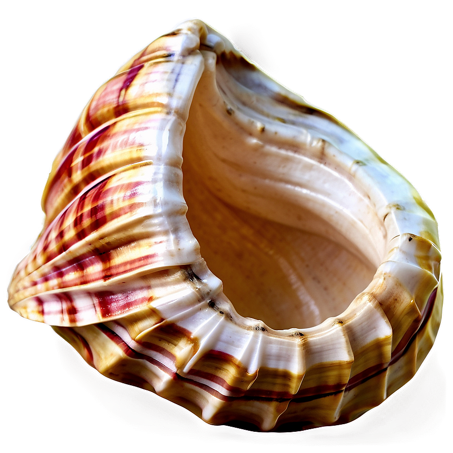 Conch Shell D