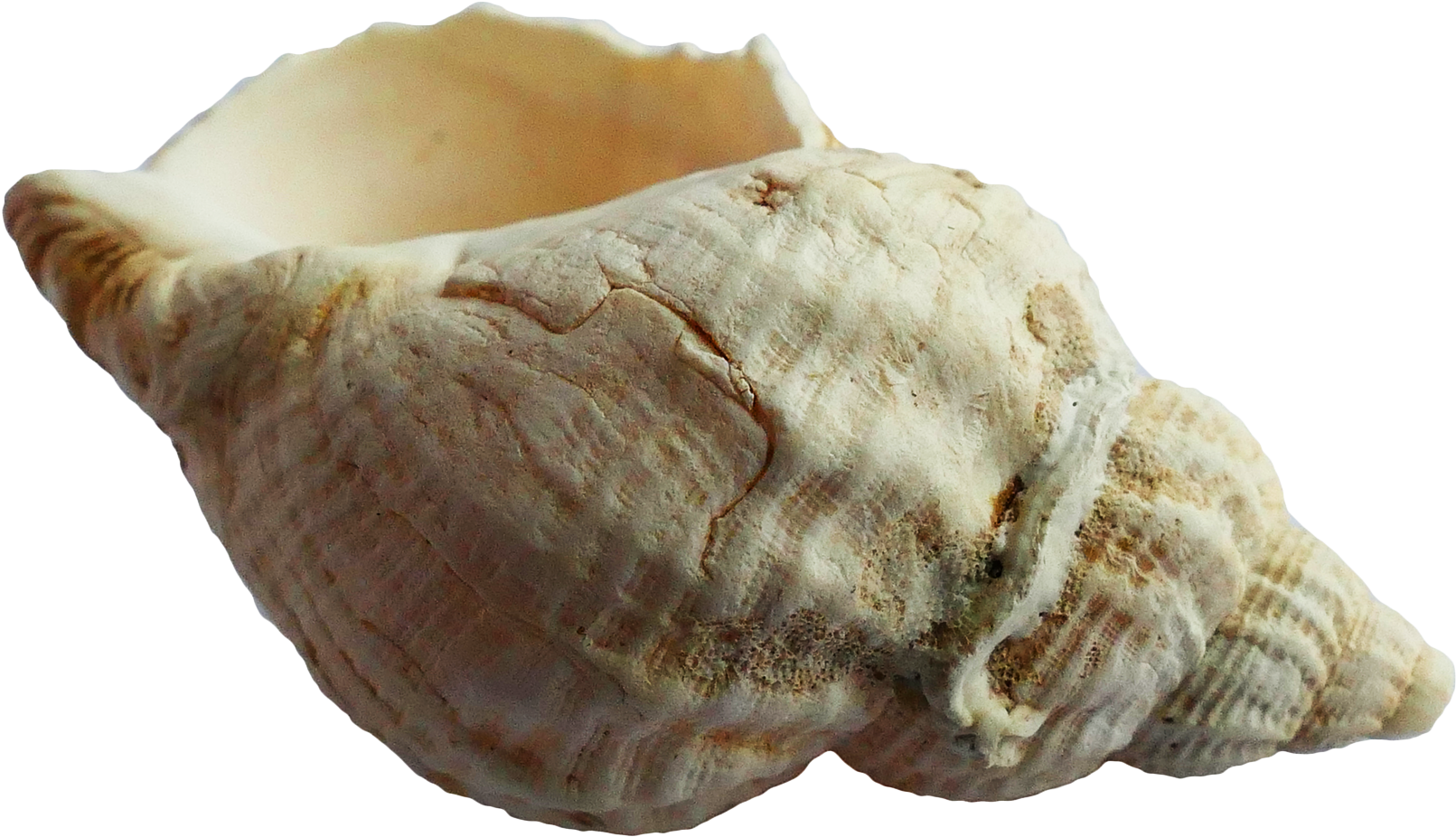 Conch Shell Isolatedon White Background