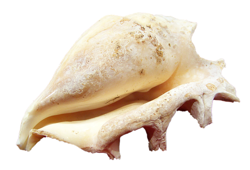 Conch Shellon Black Background PNG with transparent background