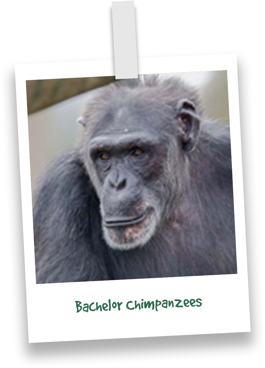 Contemplative Chimpanzee Portrait