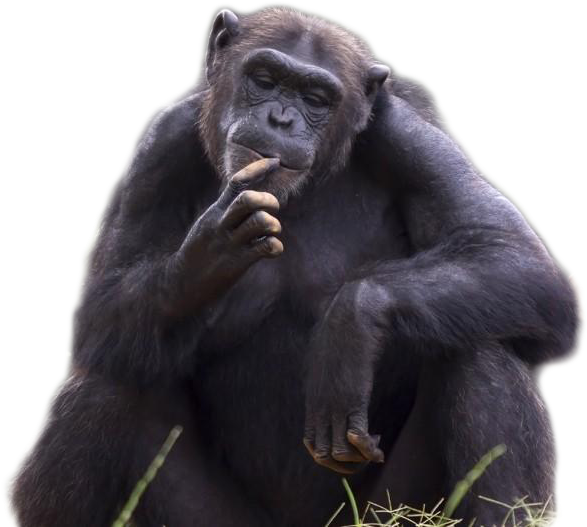 Contemplative_ Chimpanzee_ Portrait