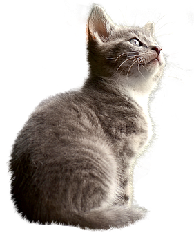 Contemplative Kitten Black Background PNG with transparent background
