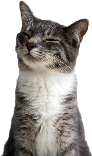 Contented Cat Smiling Closeup.png