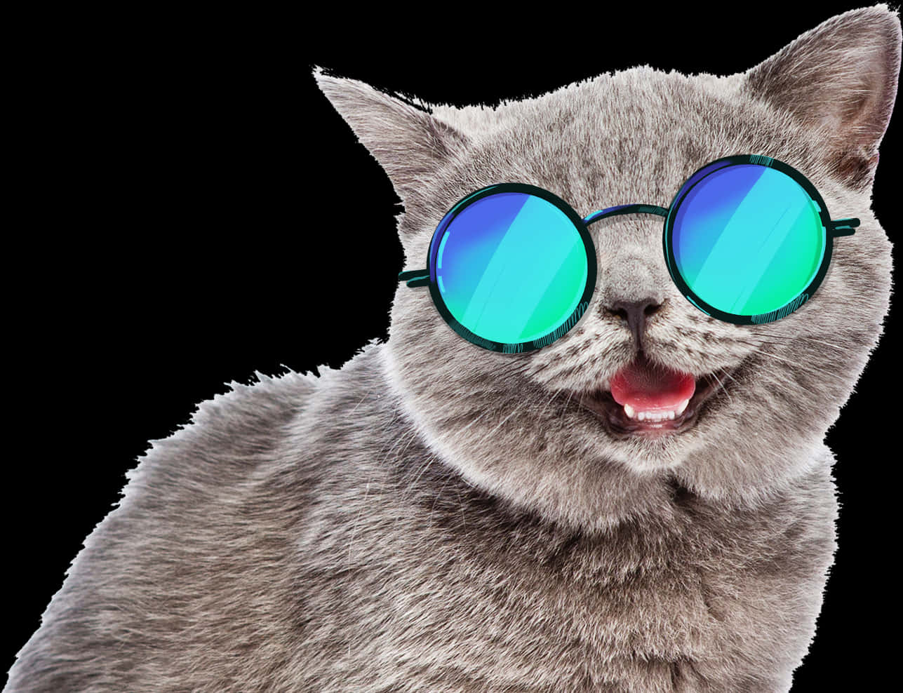 Cool Catwith Sunglasses