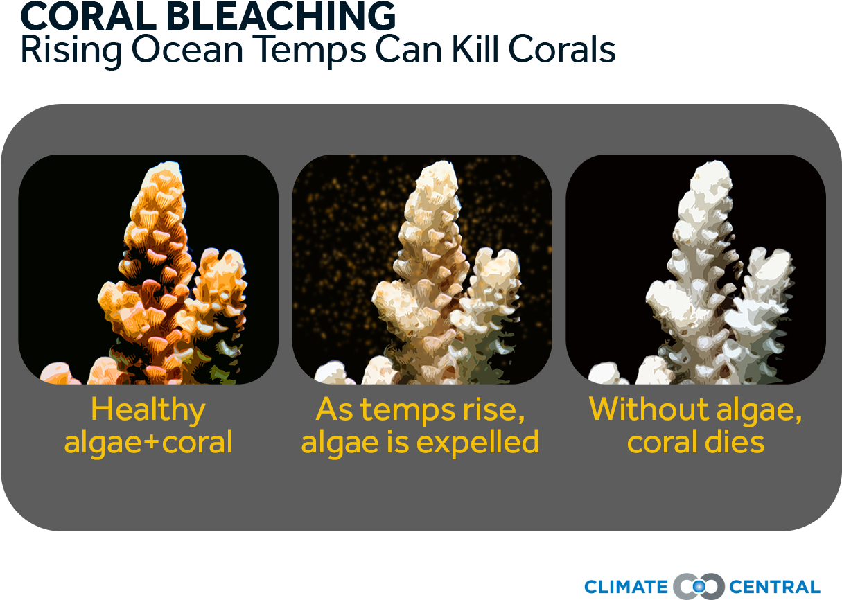Jpg • Transparent Png - Coral, Png Download PNG with transparent background