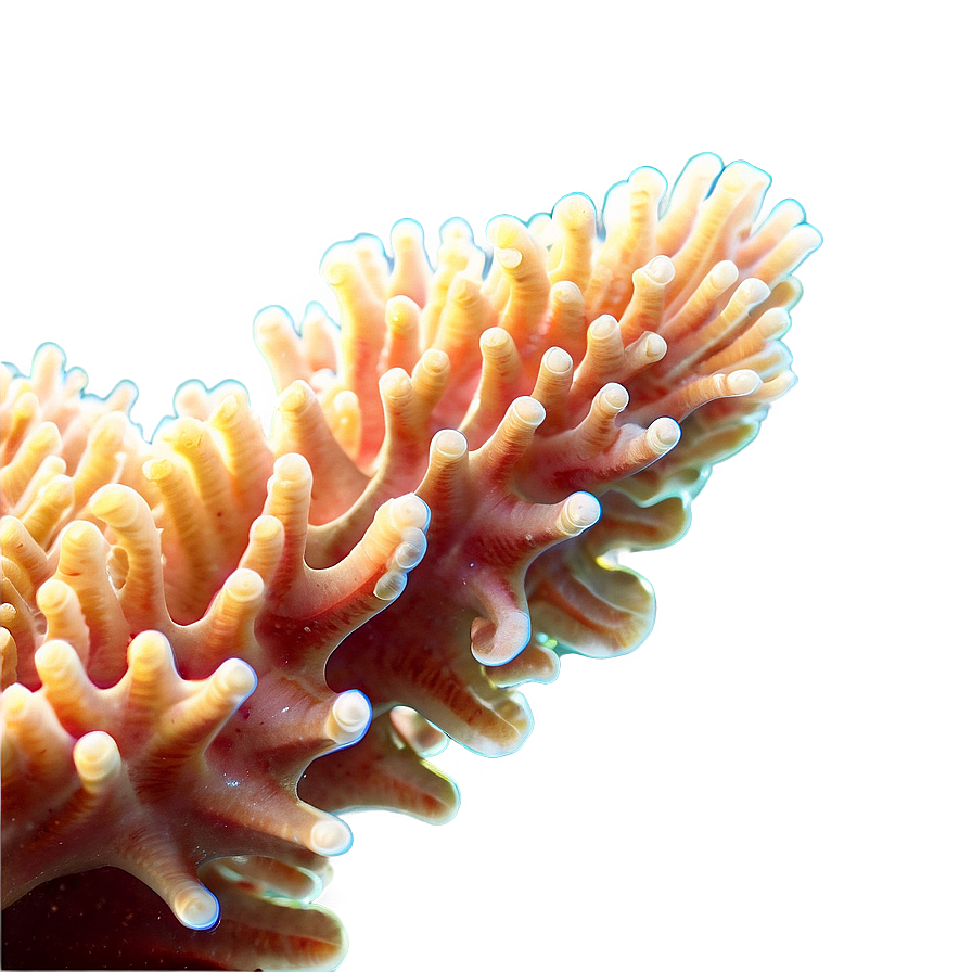 Coral Colony Close-up Png Pfy