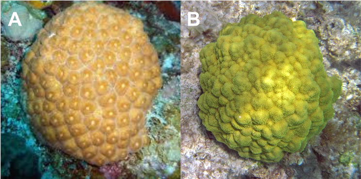 Mustard Hill Coral, HD Png Download PNG with transparent background