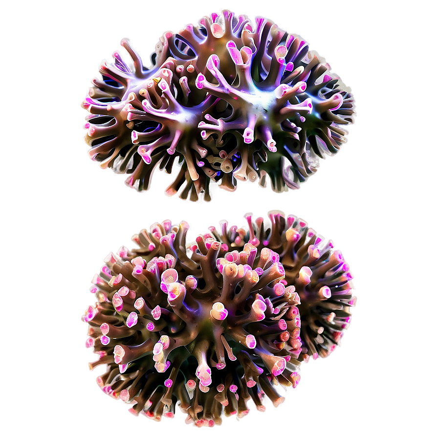 Coral Disease Identification Png Pmk73