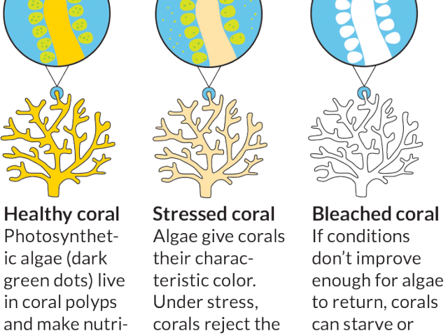 Coral Reef Clipart Bleached Ocean Coral Reef Clip- - Coral Reef Bleaching Clipart, HD Png Download PNG with transparent background