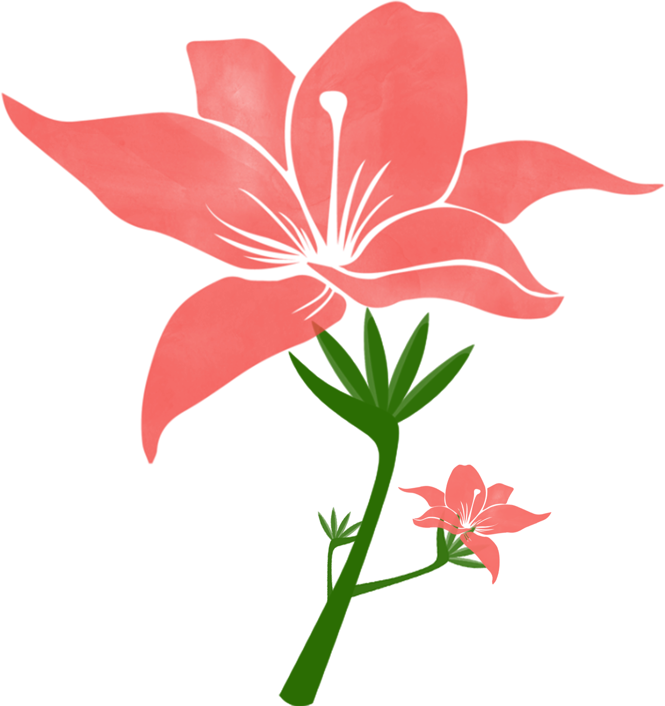 Coral Lily Vector Illustration