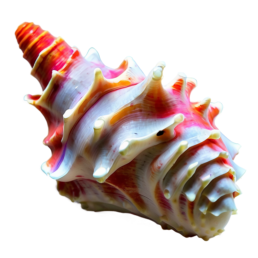 Coral Reef Conch Shell Png Jyc Image