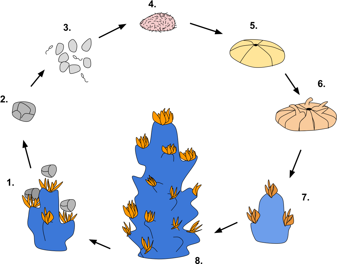 Corals Reproduction, HD Png Download PNG with transparent background