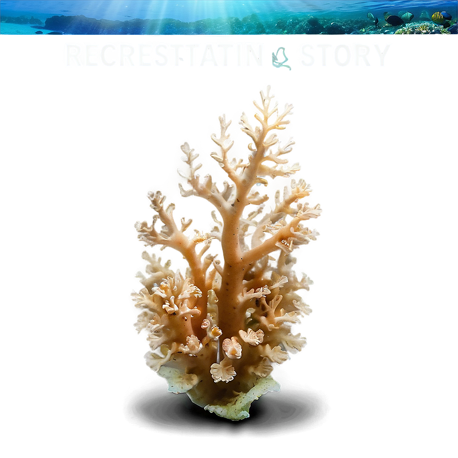 Coral Restoration Success Story Png 61