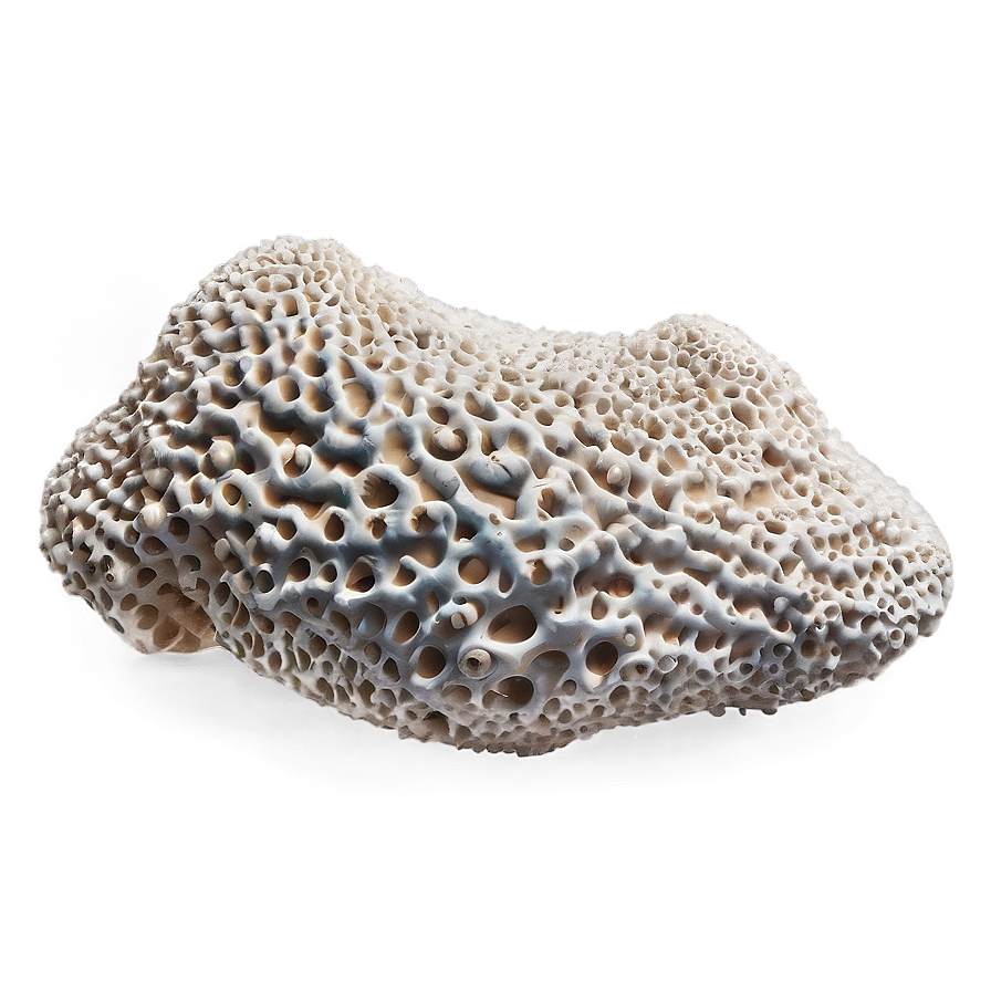 Coral Stone Png Noa56