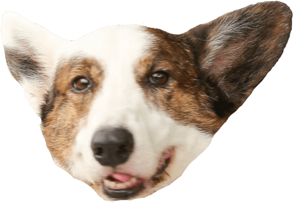 Corgi Head Transparent, HD Png Download PNG with transparent background
