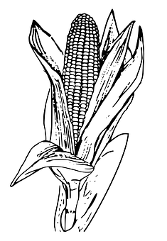 Corn Ear Sketch