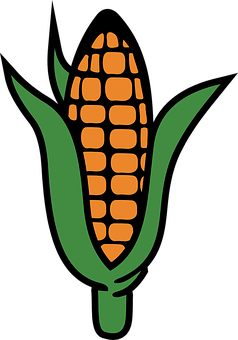 Corn Ear Vector Illustration PNG with transparent background