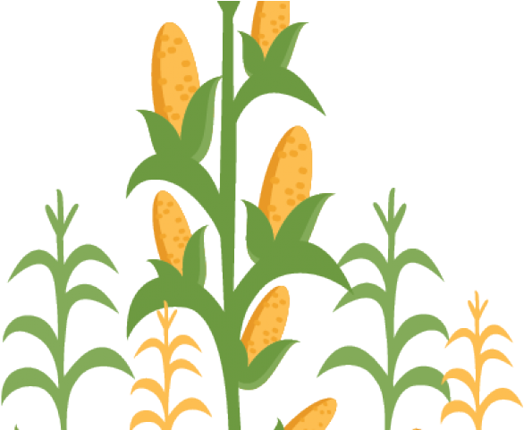 Corn Field Borders - Transparent Corn Field Clipart, HD Png Download PNG with transparent background