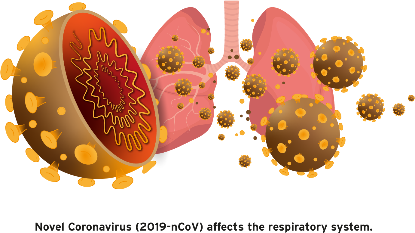 Coronavirus Respiratory System Impact