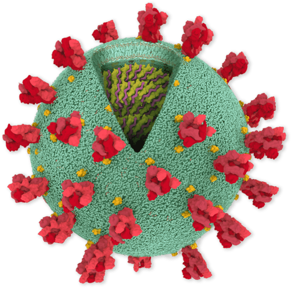 Coronavirus Genome, HD Png Download PNG with transparent background