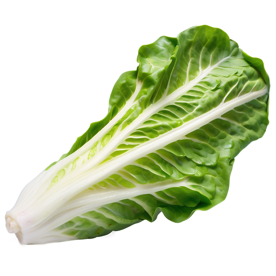 Cos Lettuce Png Saq