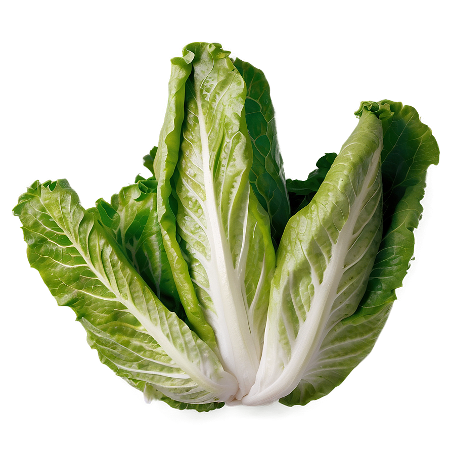 Cos Lettuce Png Yvd