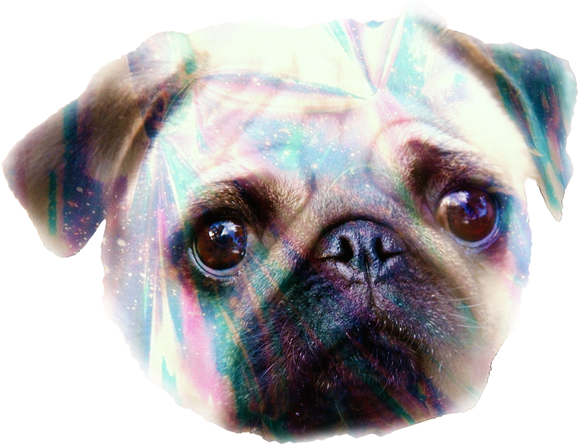 Cosmic Pug Portrait