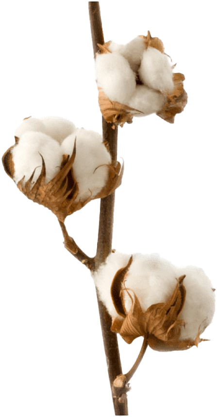 Organic Cotton Png High Quality Image - Diffuseur Parfum Fleur D Oranger, Transparent Png PNG with transparent background