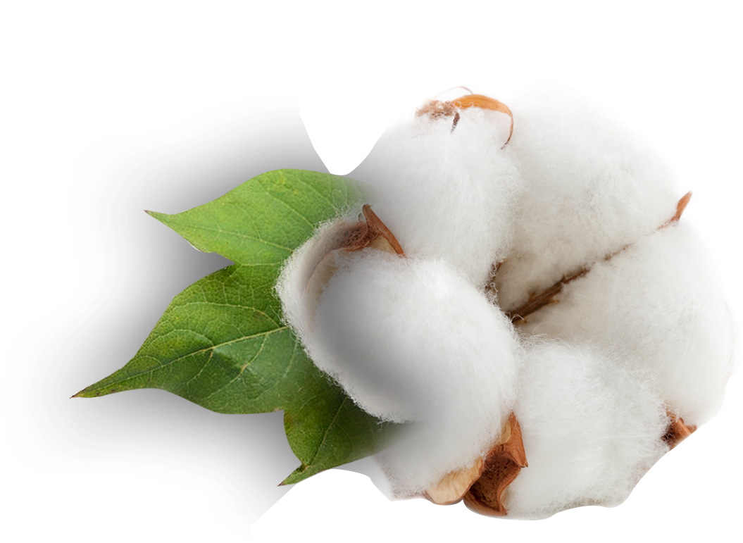 Cotton Plant Png, Transparent Png PNG with transparent background