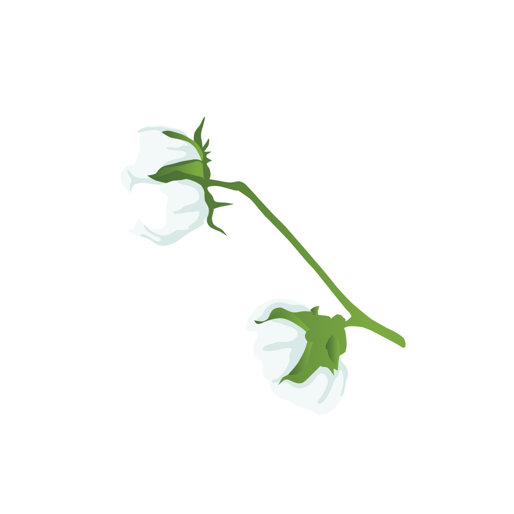 Cotton Value Chain Comprehensive Agriculture And Rural, HD Png Download PNG with transparent background