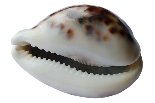 Cowrie Shell Close Up PNG with transparent background