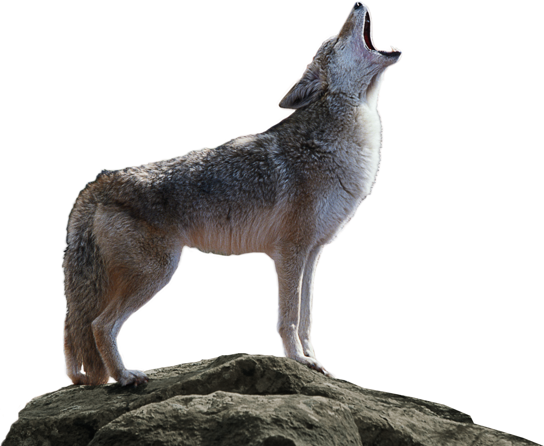 Coyote Howlingon Rock