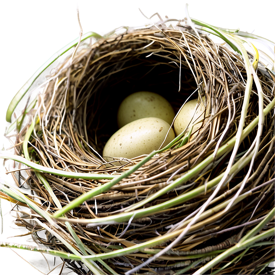 Cozy Bird Nest PNG 69 PNG image with a transparent background, free high-resolution download