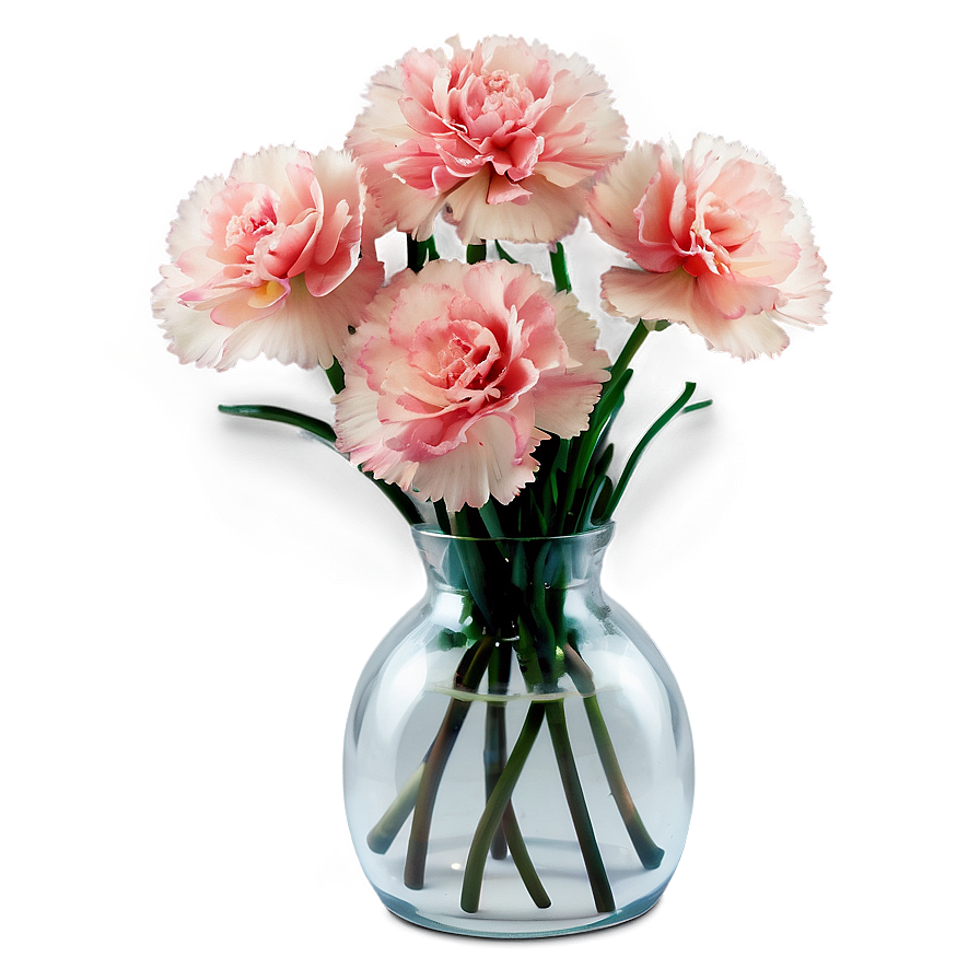 Cozy Carnation Png 92