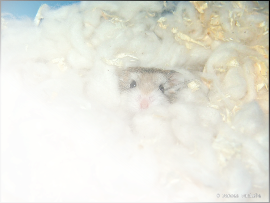 Picture - Robo Dwarf Hamster Bedding, HD Png Download PNG with transparent background