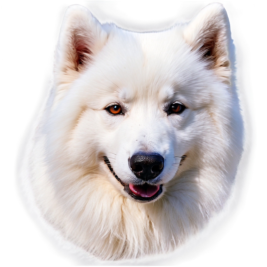 Cozy Samoyed Moment Png 22