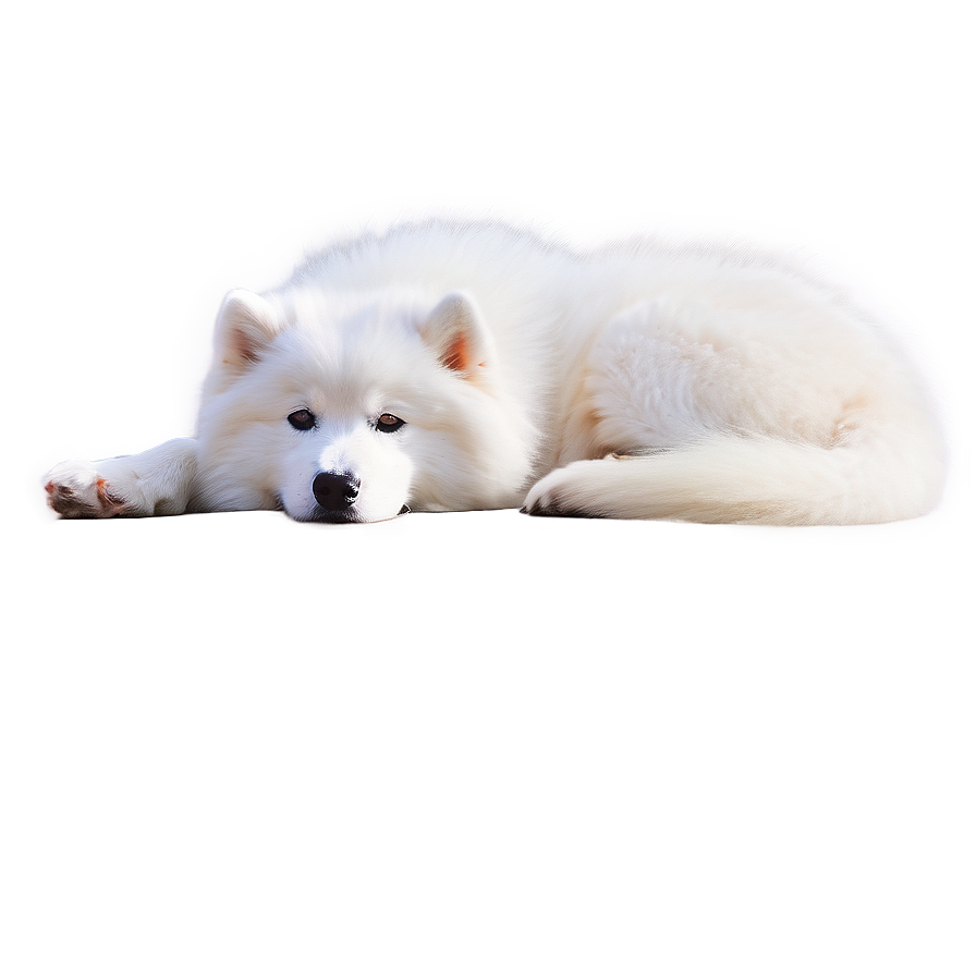 Cozy Samoyed Moment Png Eyk