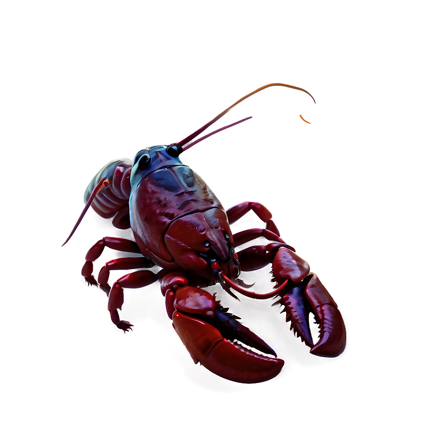 Crawfish Illustration Png 06122024