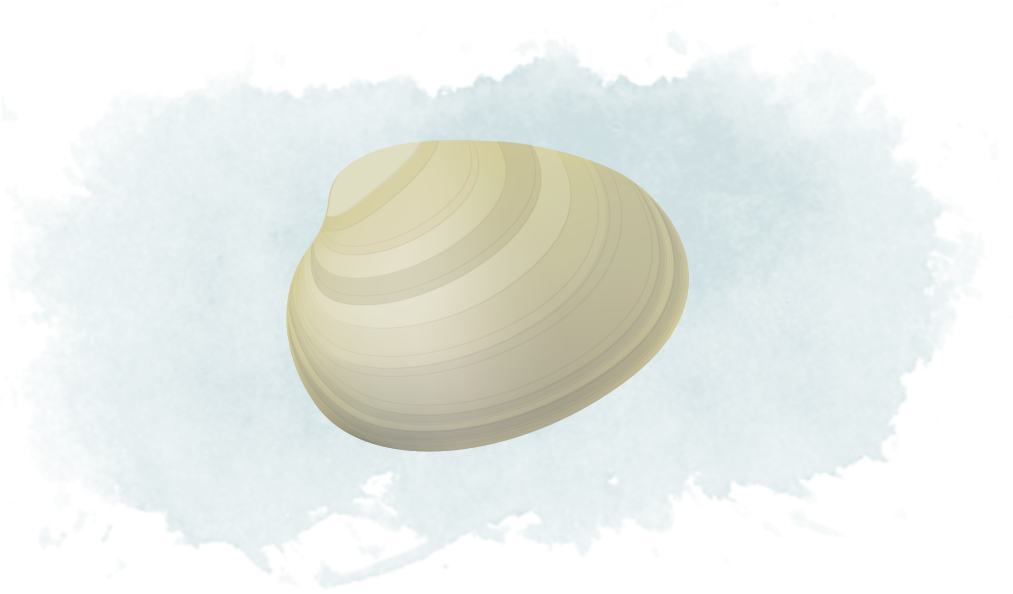 Transparent Clams Png - Baltic Clam, Png Download PNG with transparent background
