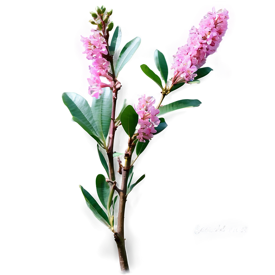 Crepe Myrtle B