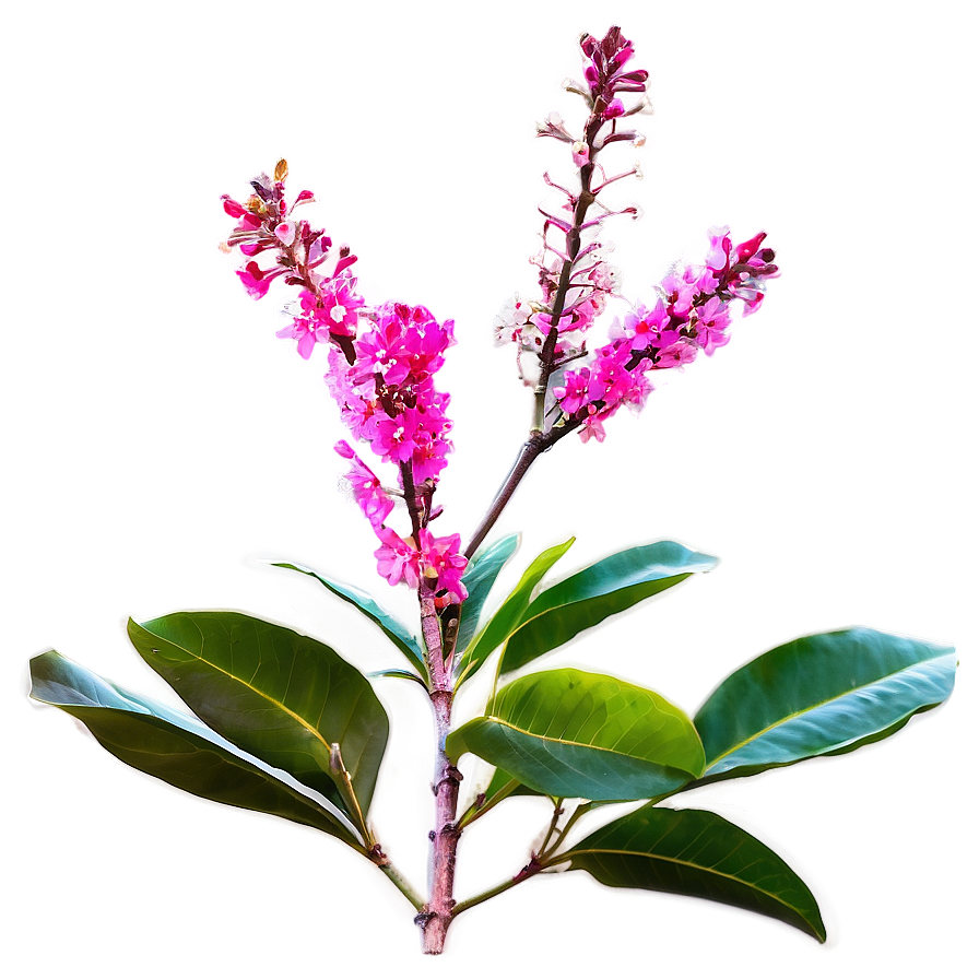 Crepe Myrtle Blooming Season Png Emm