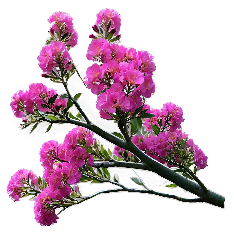 Crepe Myrtle D