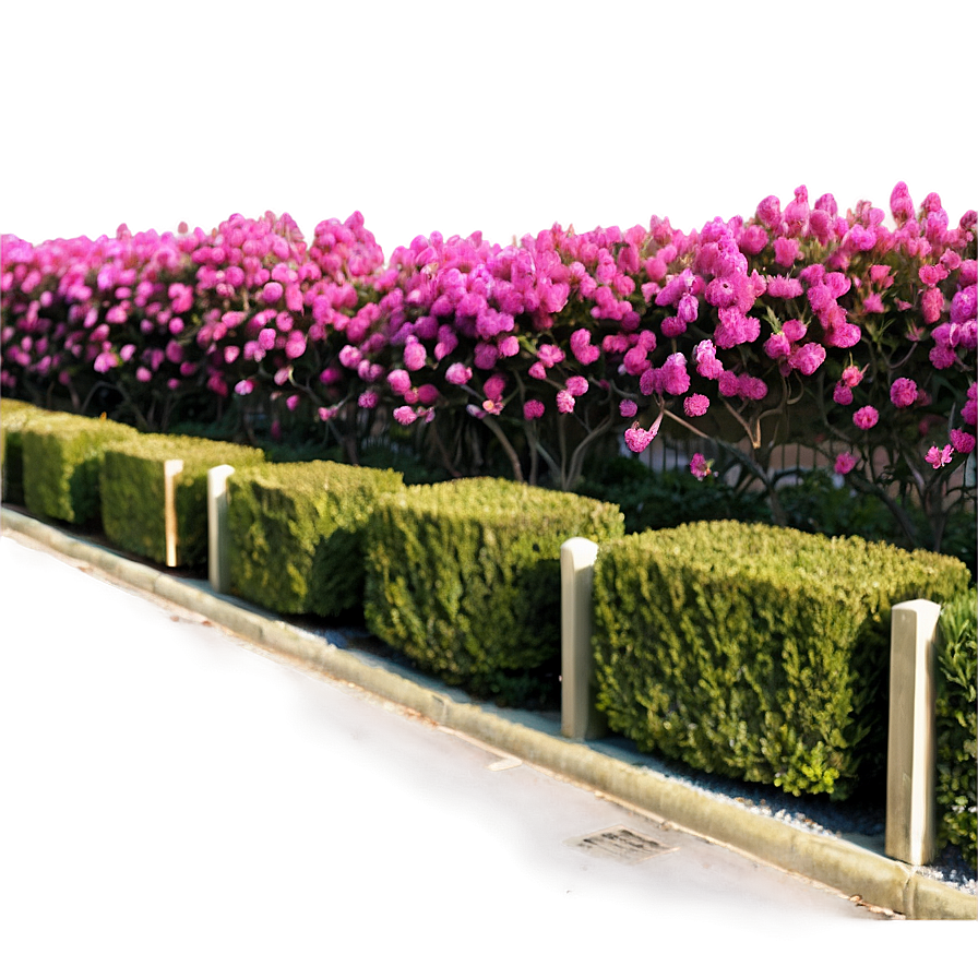 Crepe Myrtle Fence Line Png Aot25