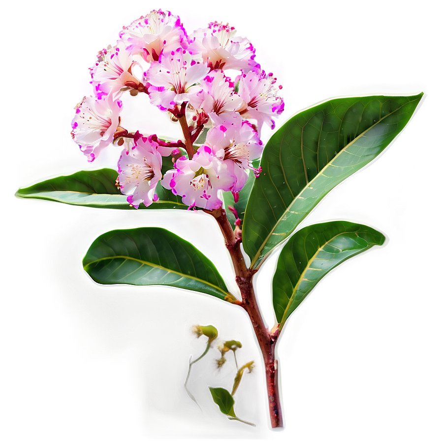 Crepe Myrtle Floral Design Png 84