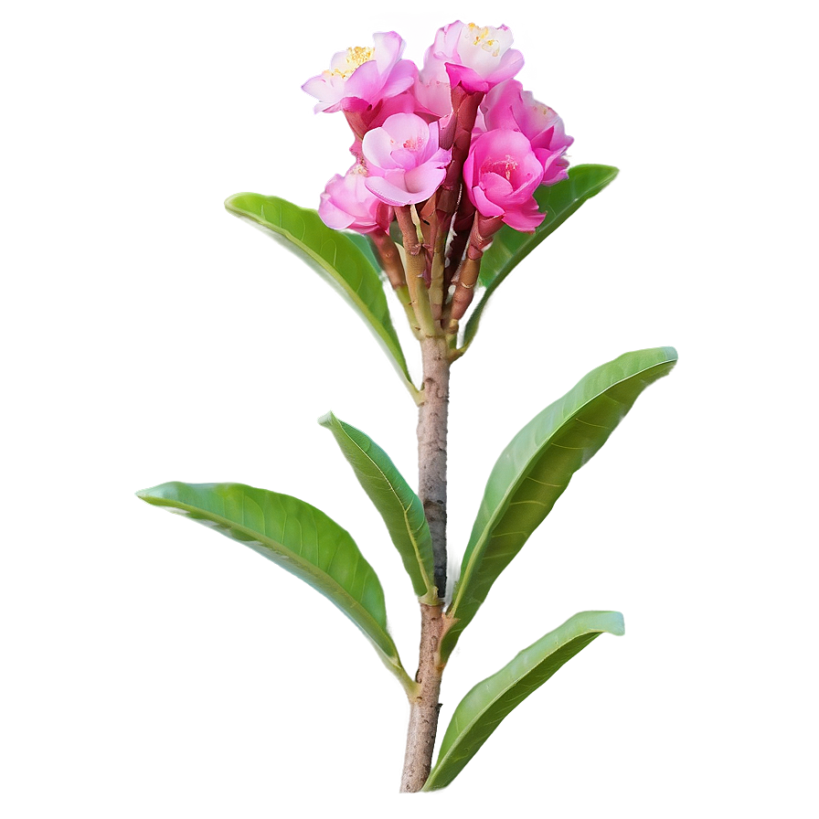 Crepe Myrtle Flower Bud Png 06282024