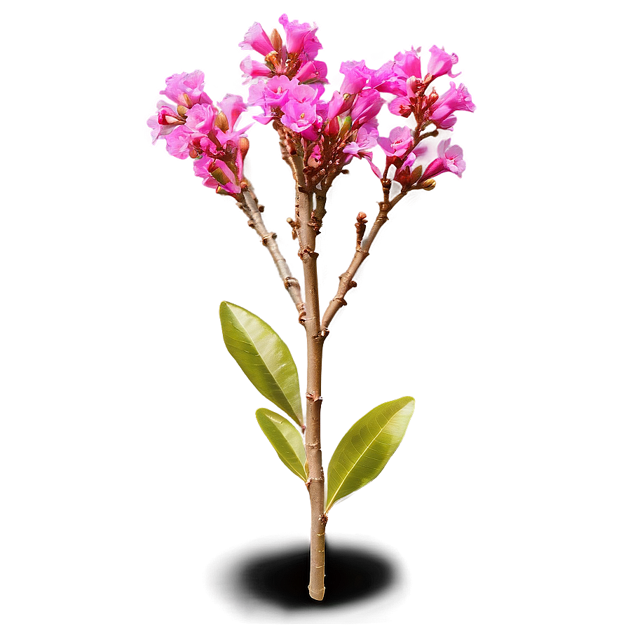 Crepe Myrtle Flower Bud Png Owt