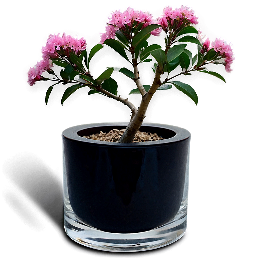 Crepe Myrtle In Vase Png 06282024