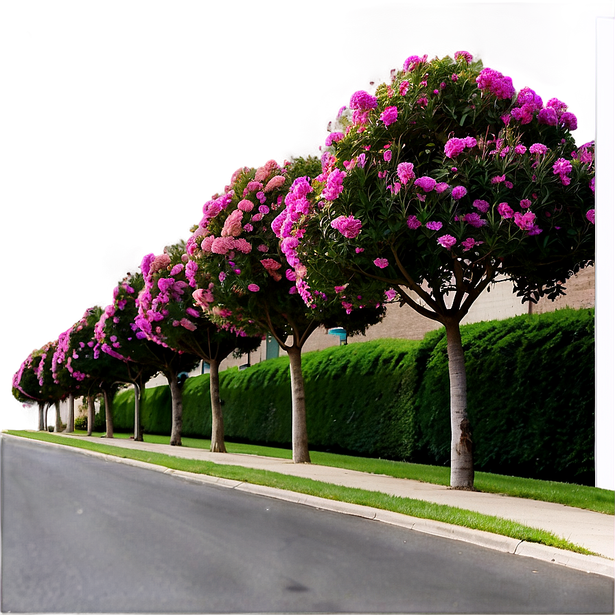 Crepe Myrtle Tree Alley Png Sei