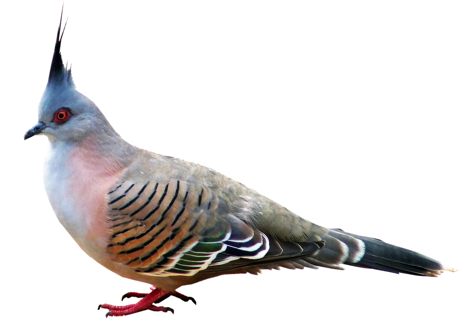 Crested Pigeon Profile PNG with transparent background