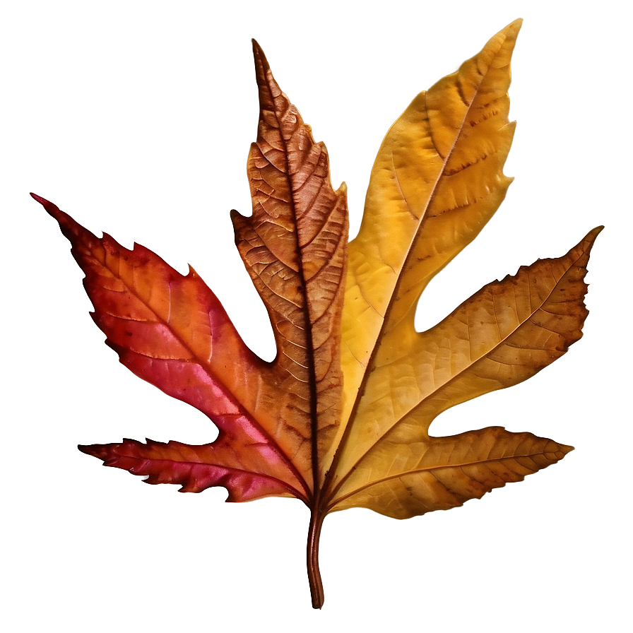 Crisp Autumn Leaf Png 91